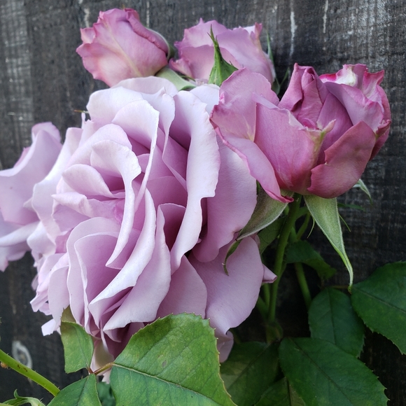 Meet your Posher, Jen - Picture 3 of 4